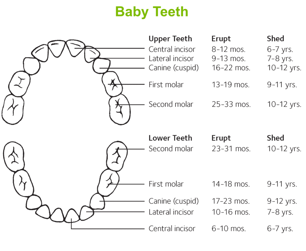 Teething Schedule - Metropolitan Pediatric Dental Associates